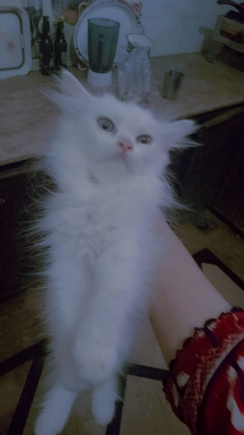 kitten 1