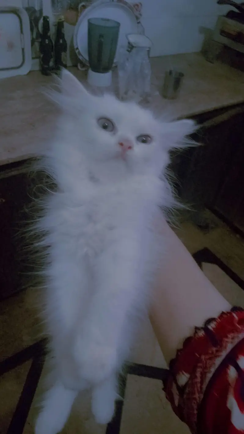 kitten — photo 2