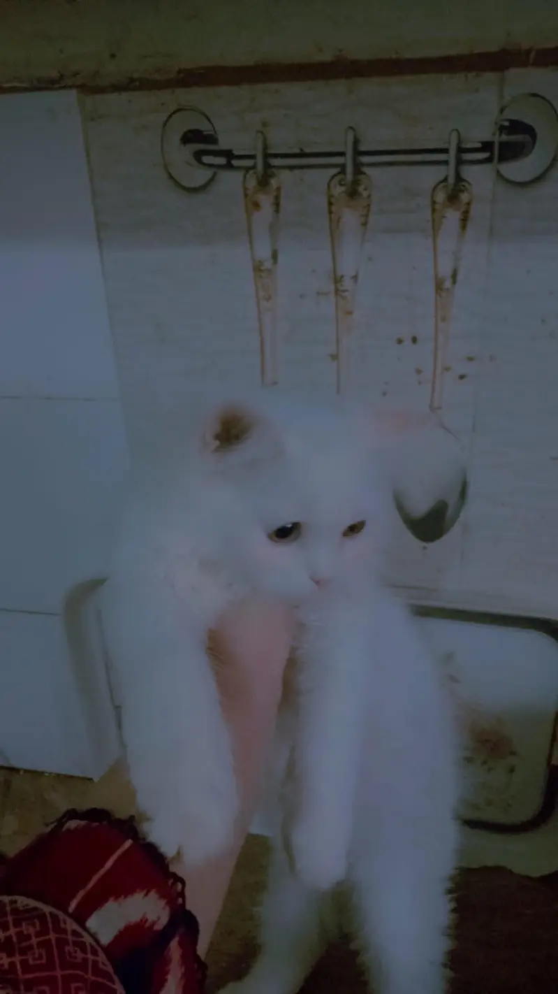 kitten — photo 3