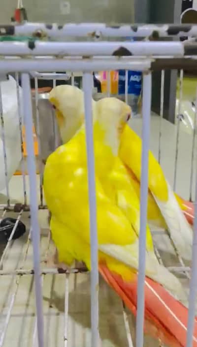 Lotino Conure DNA Testec Pair