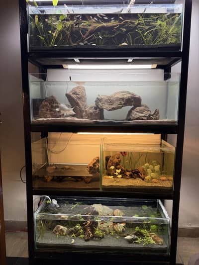 Planted aquascape tanks with imported driftwood,plants,rocks