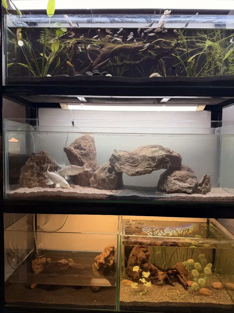 Planted aquascape tanks with imported driftwood,plants,rocks — photo 2