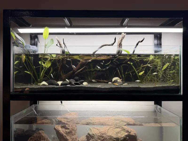 Planted aquascape tanks with imported driftwood,plants,rocks — photo 3