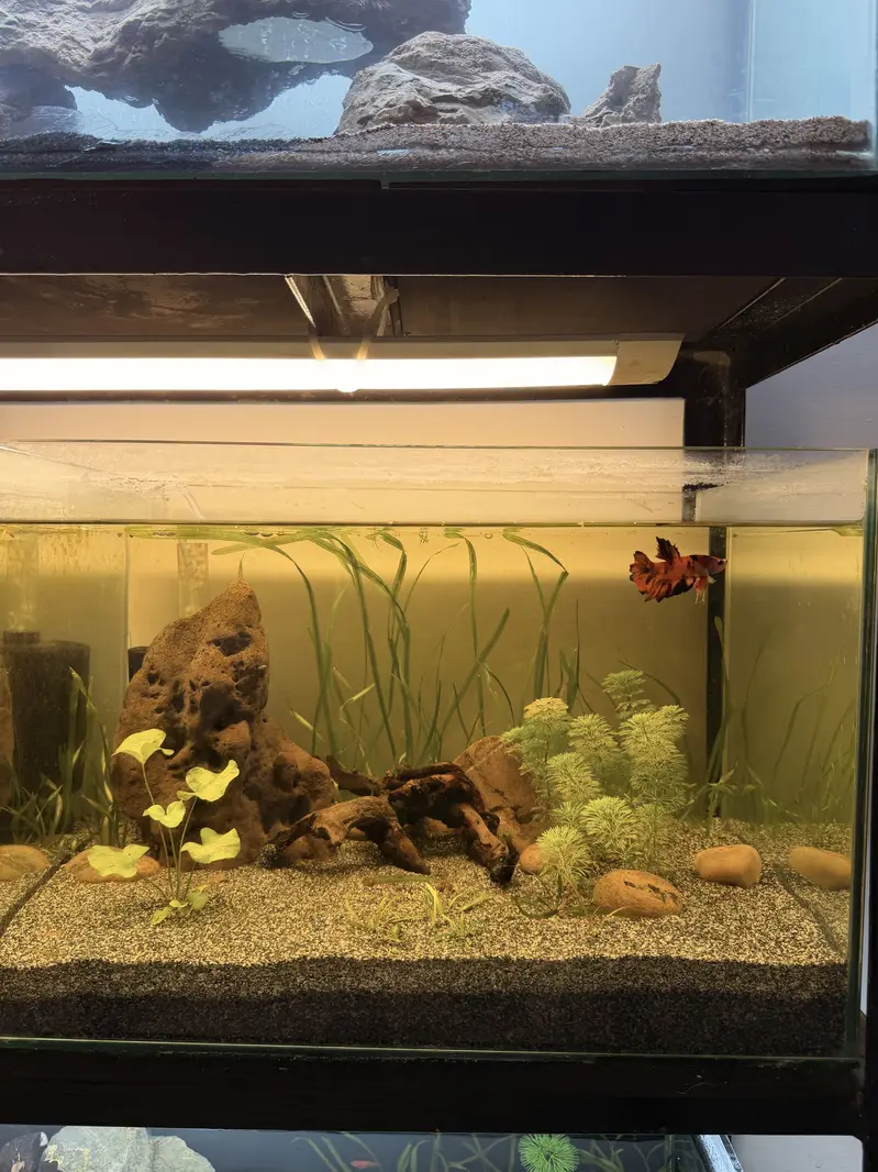Planted aquascape tanks with imported driftwood,plants,rocks — photo 4
