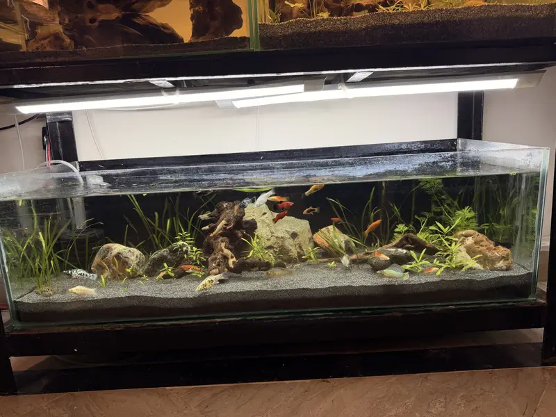 Planted aquascape tanks with imported driftwood,plants,rocks — photo 5