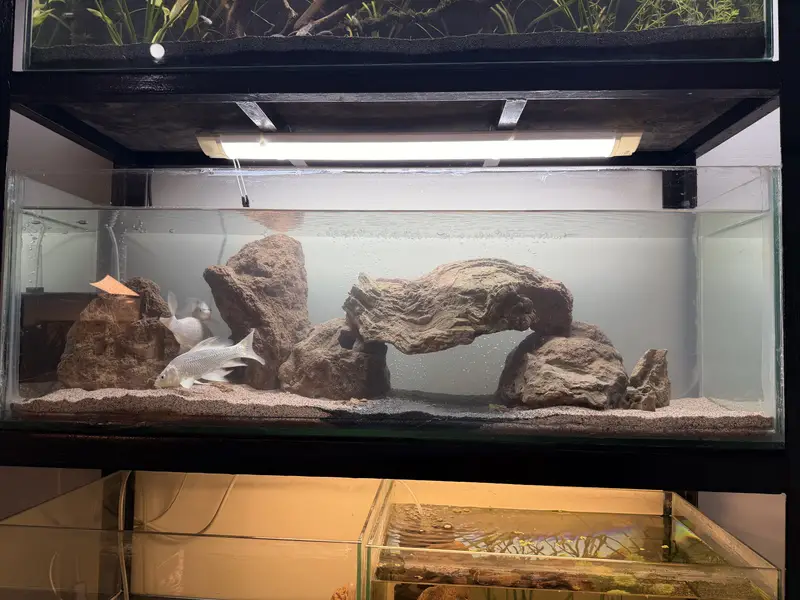 Planted aquascape tanks with imported driftwood,plants,rocks — photo 6