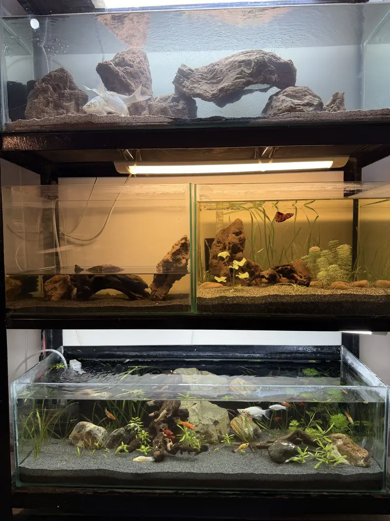 Planted aquascape tanks with imported driftwood,plants,rocks — photo 7