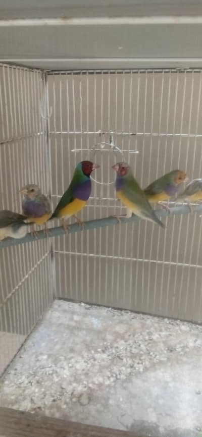 guldian finch