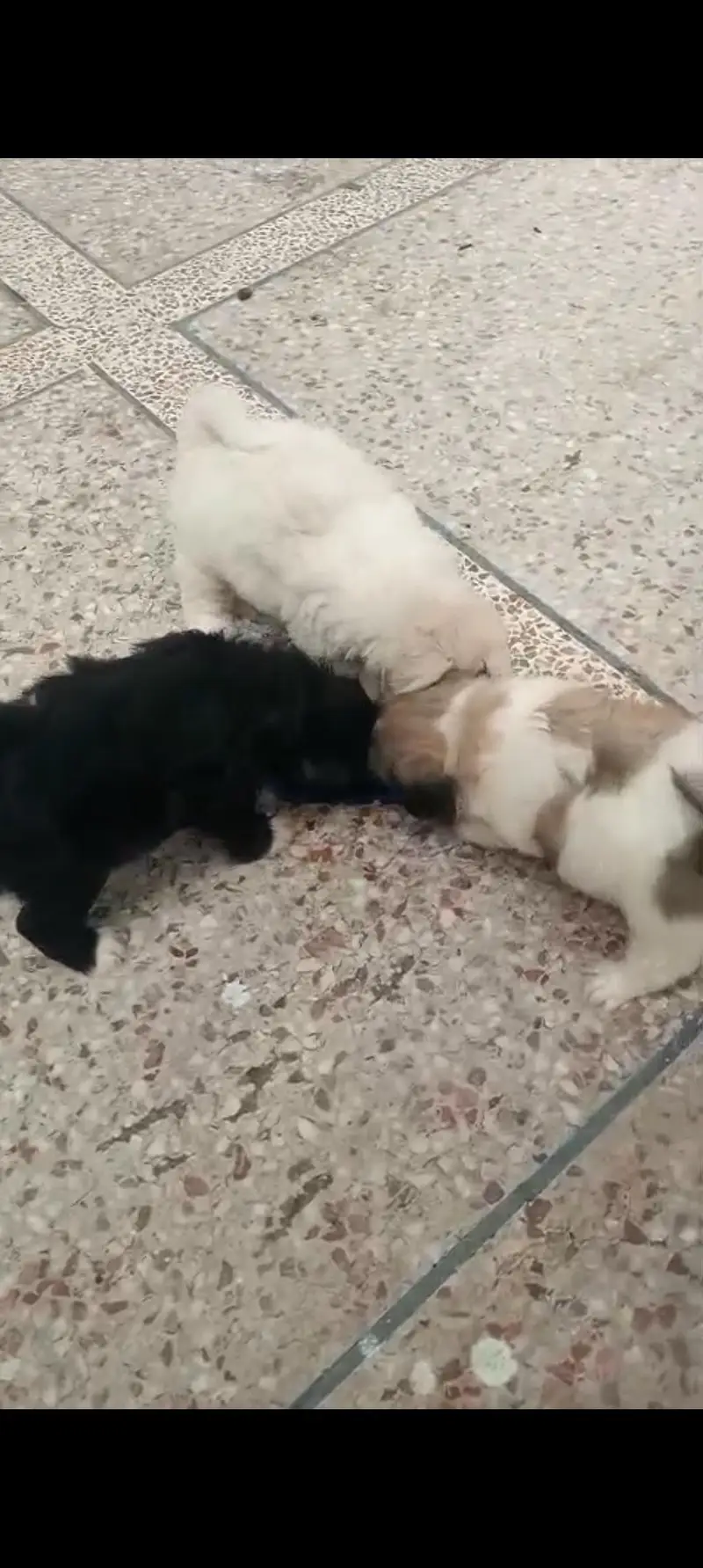 puppies — photo 2