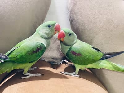 Raw Parrot/ Indian Raw/ Green Parrot Hand tammed