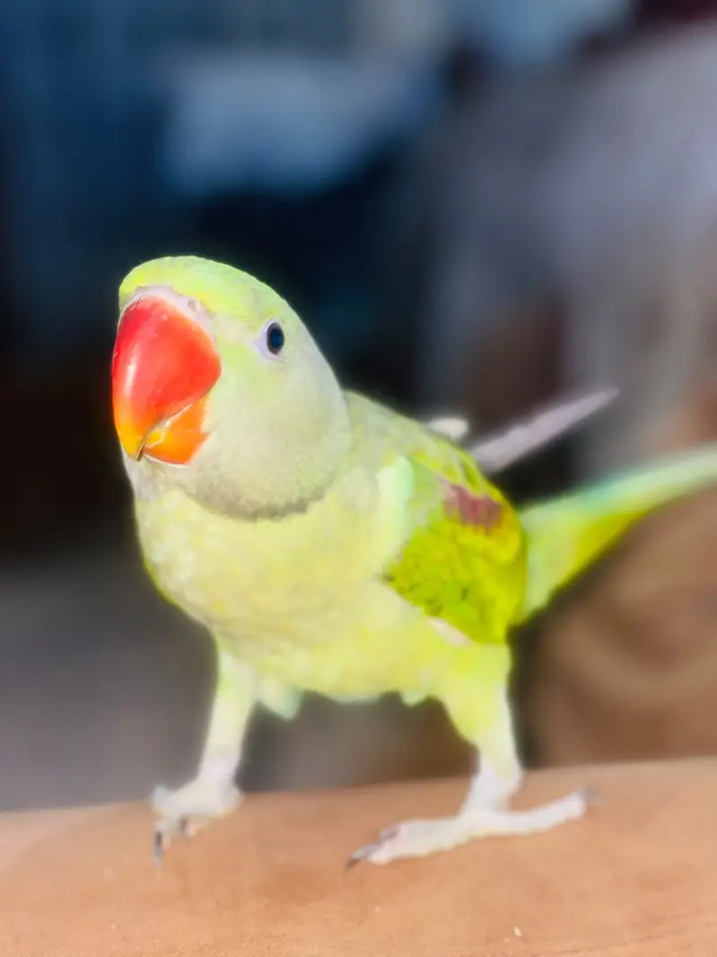 Raw Parrot/ Indian Raw/ Green Parrot Hand tammed — photo 2