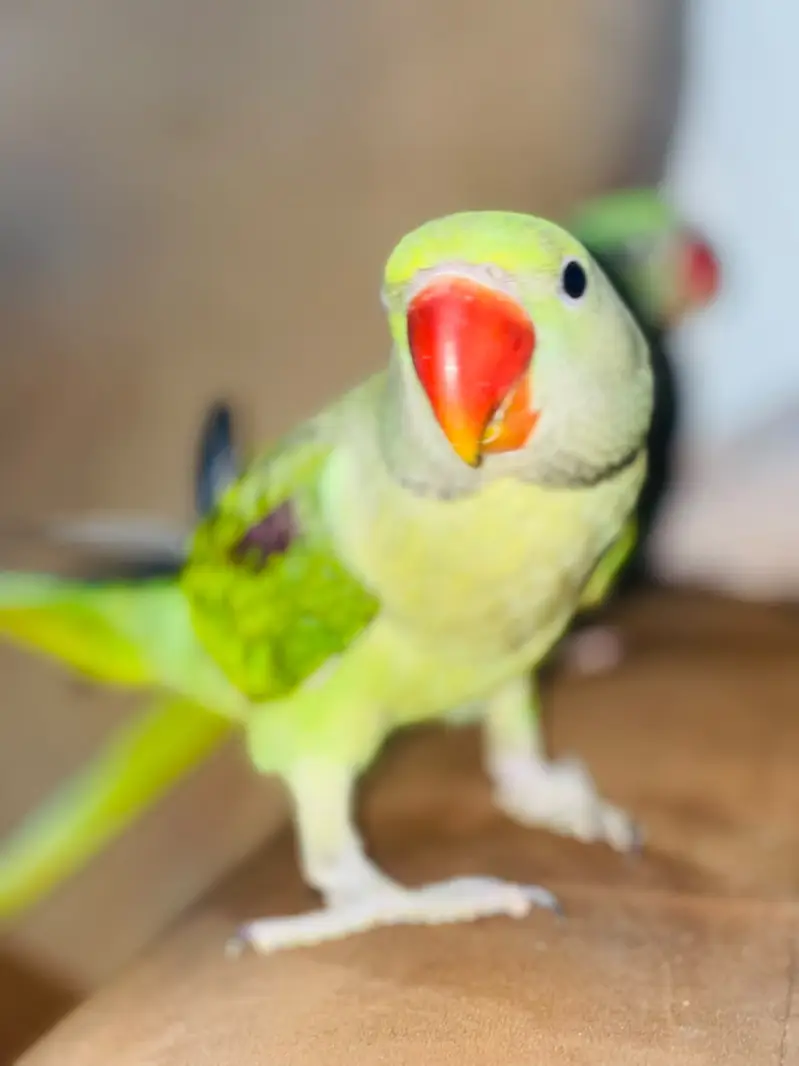 Raw Parrot/ Indian Raw/ Green Parrot Hand tammed — photo 3