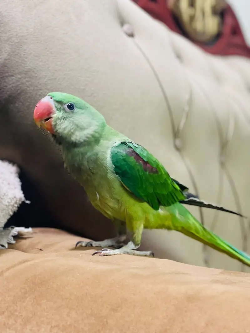 Raw Parrot/ Indian Raw/ Green Parrot Hand tammed — photo 4