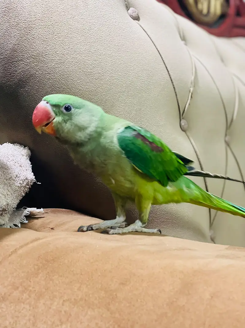 Raw Parrot/ Indian Raw/ Green Parrot Hand tammed — photo 5