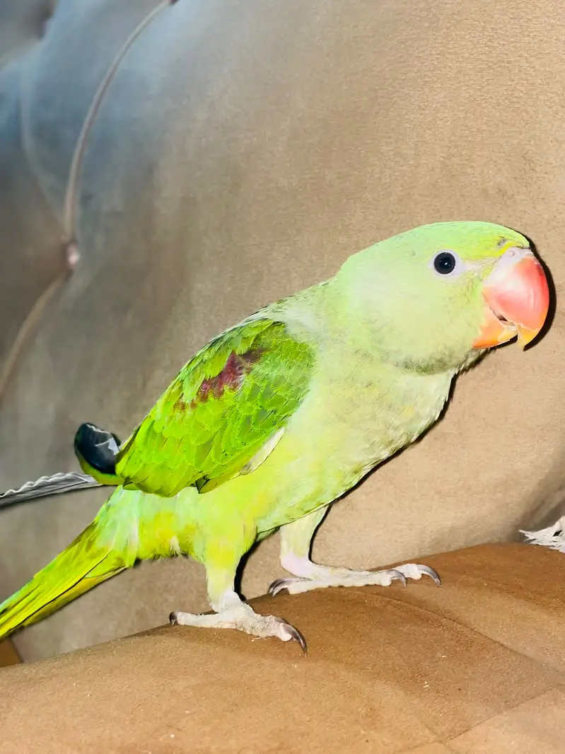 Raw Parrot/ Indian Raw/ Green Parrot Hand tammed — photo 6