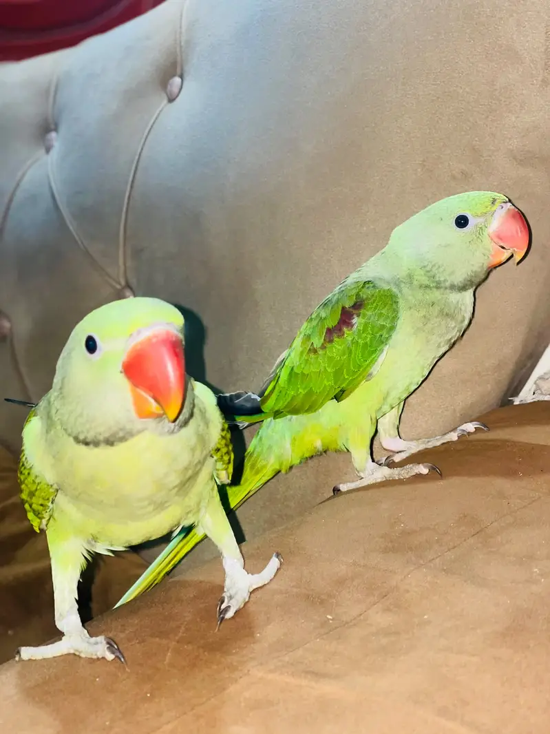 Raw Parrot/ Indian Raw/ Green Parrot Hand tammed — photo 7