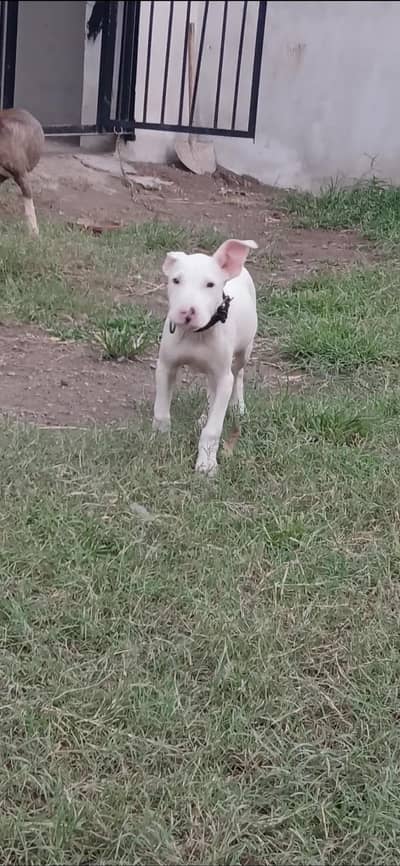 Pure kohati gultair dog