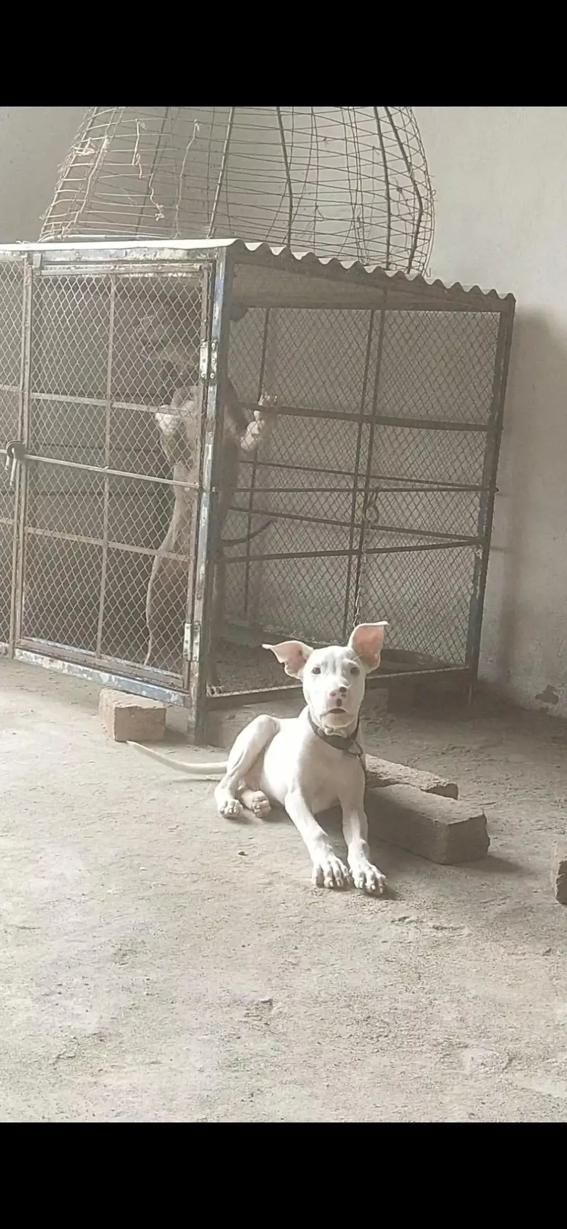 Pure kohati gultair dog — photo 2
