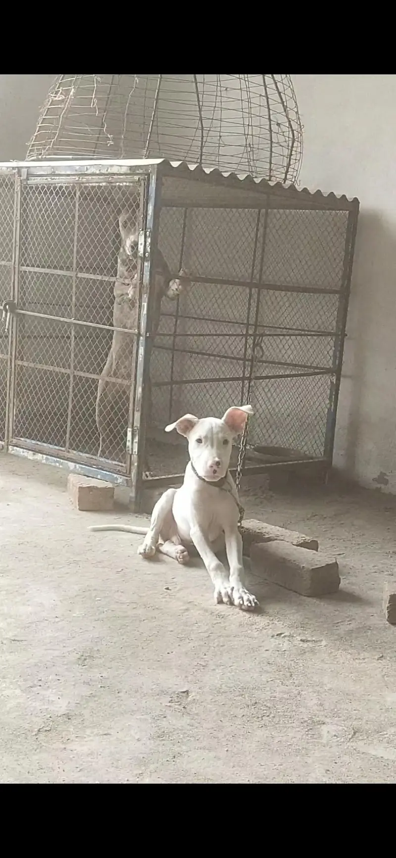 Pure kohati gultair dog — photo 3