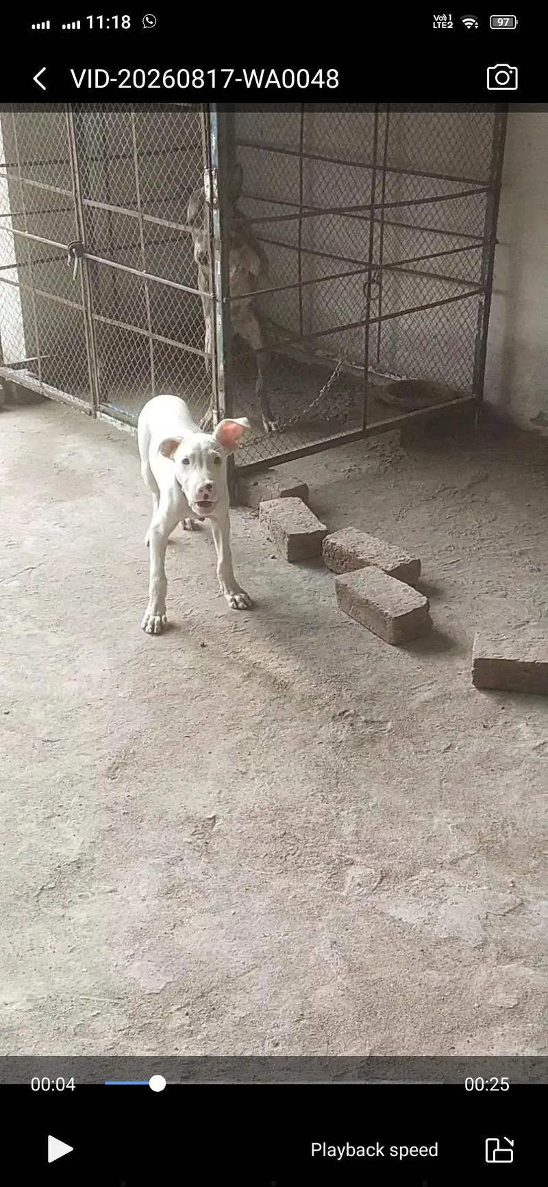 Pure kohati gultair dog — photo 4