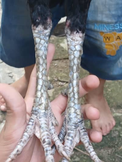 black thai mazboot jor best bird