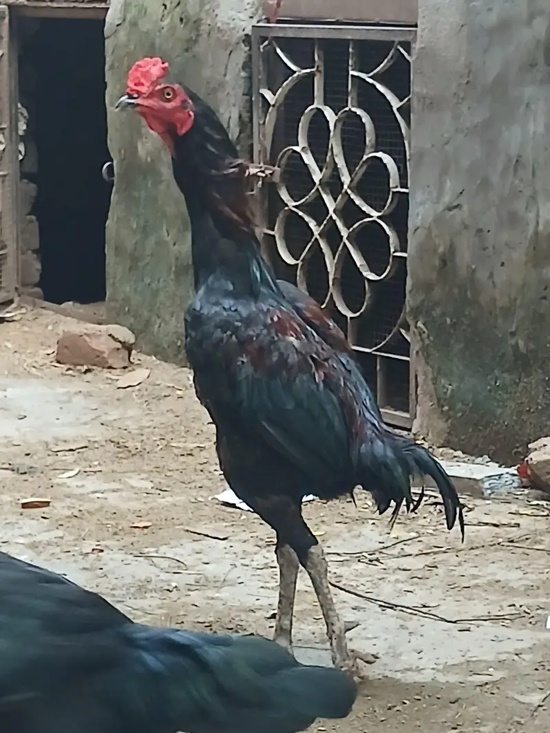 black thai mazboot jor best bird — photo 2