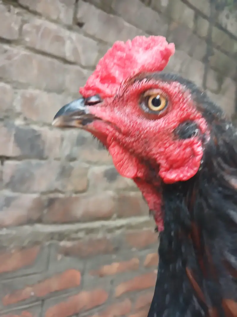 black thai mazboot jor best bird — photo 3