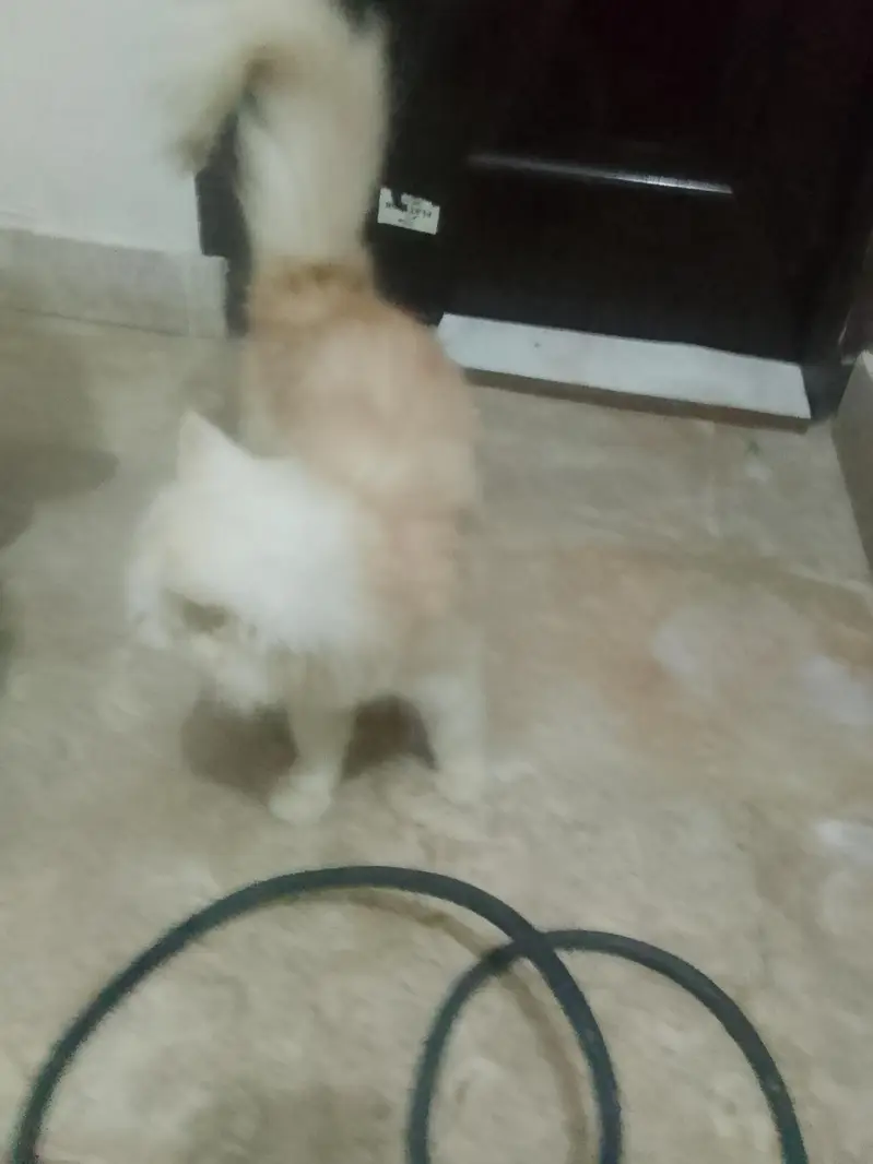 good s — photo 5