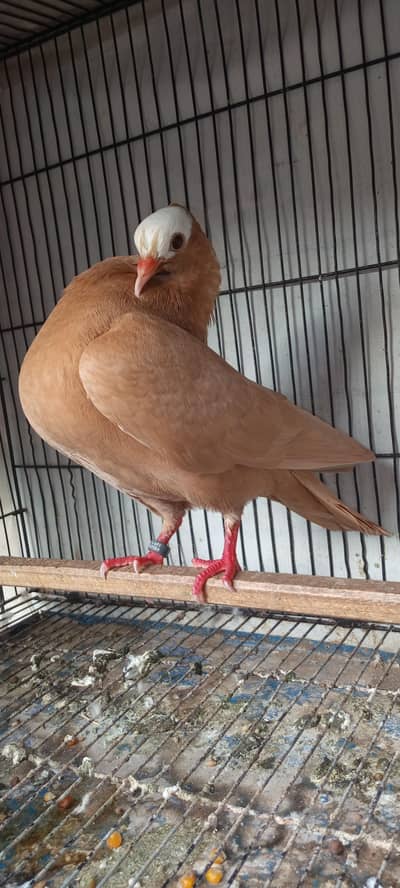 Mooke Breedar Female
