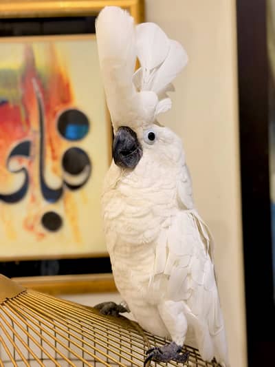 Umbrella cockatoo