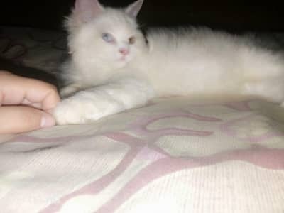 Persian Cat (Different Eyes)