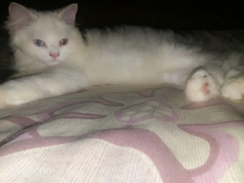 Persian Cat (Different Eyes) — photo 2