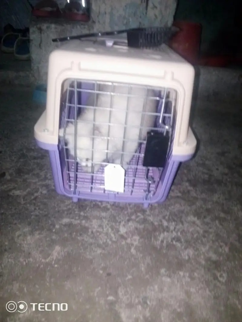 Persian Cat (Different Eyes) — photo 5