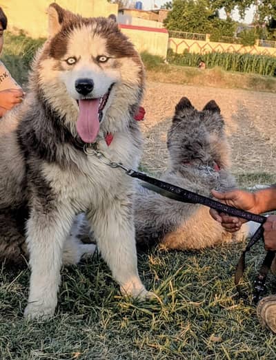 Siberian husky nice dogs