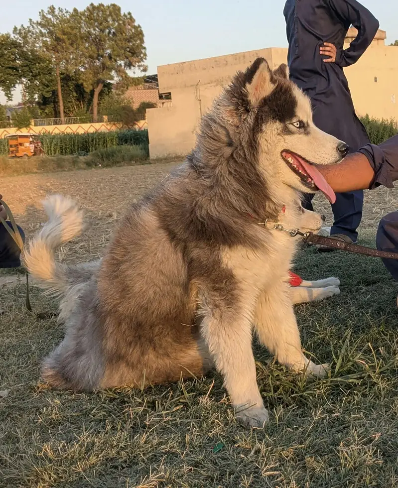 Siberian husky nice dogs — photo 2