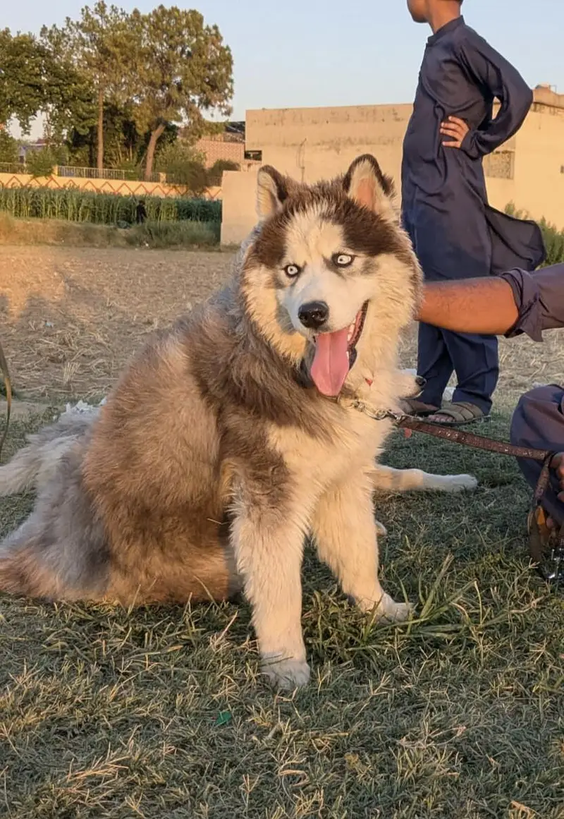 Siberian husky nice dogs — photo 3