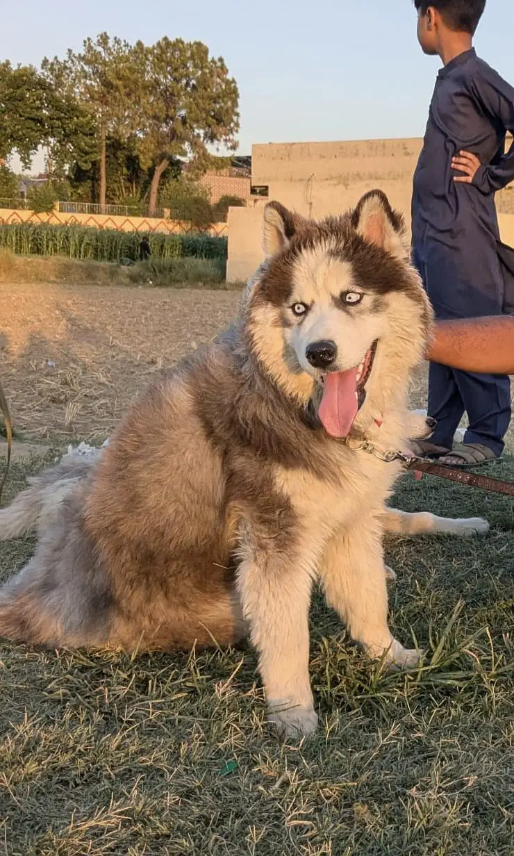 Siberian husky nice dogs — photo 4