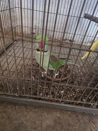 Raw parrot breeder