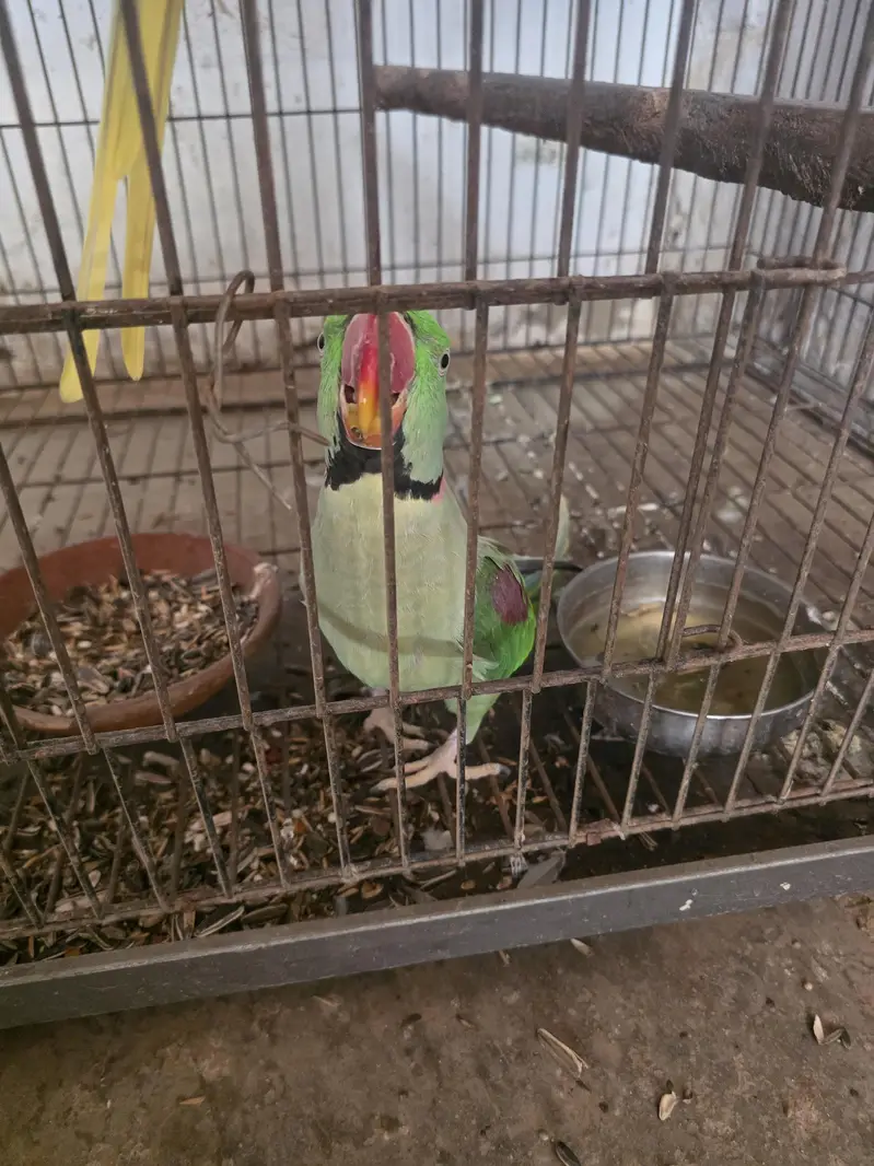Raw parrot breeder — photo 2