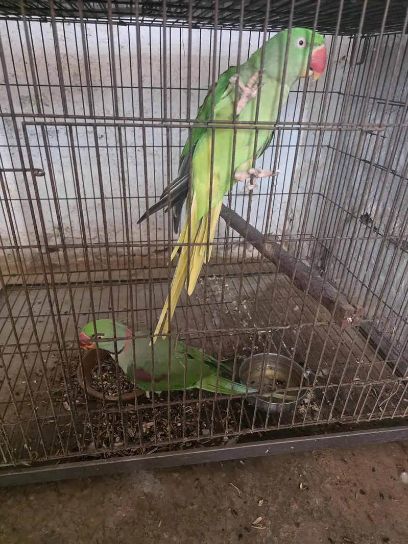 Raw parrot breeder — photo 3