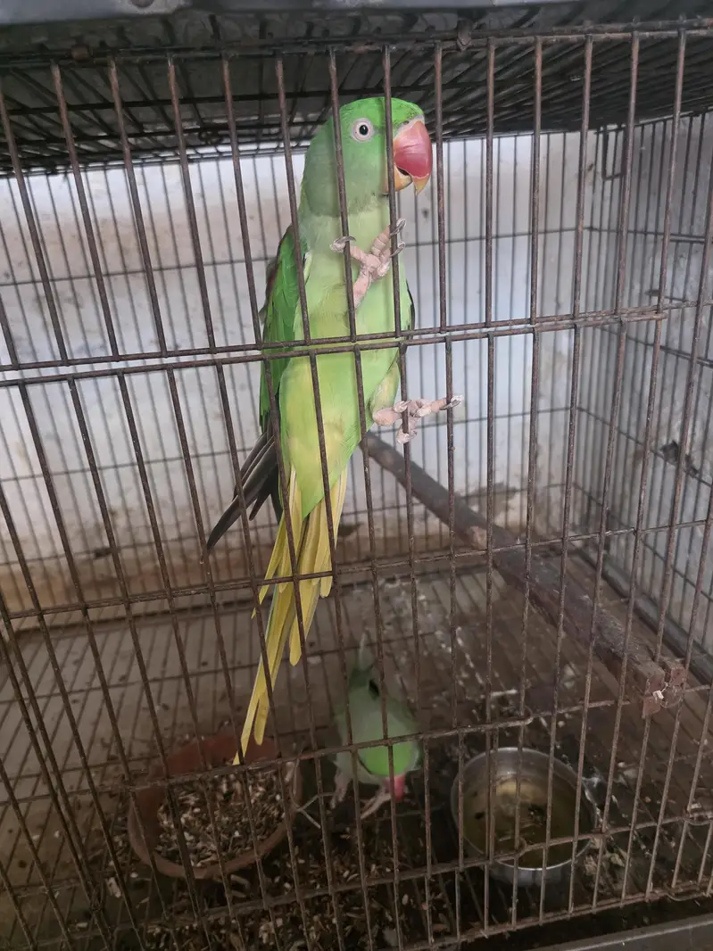 Raw parrot breeder — photo 4