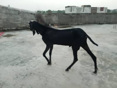 hotal nasla bakra our betal bakri