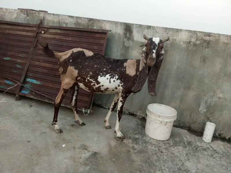 hotal nasla bakra our betal bakri — photo 3