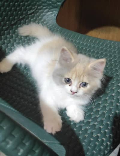 55 Days Old Litter-Trained Cat for Sale 
