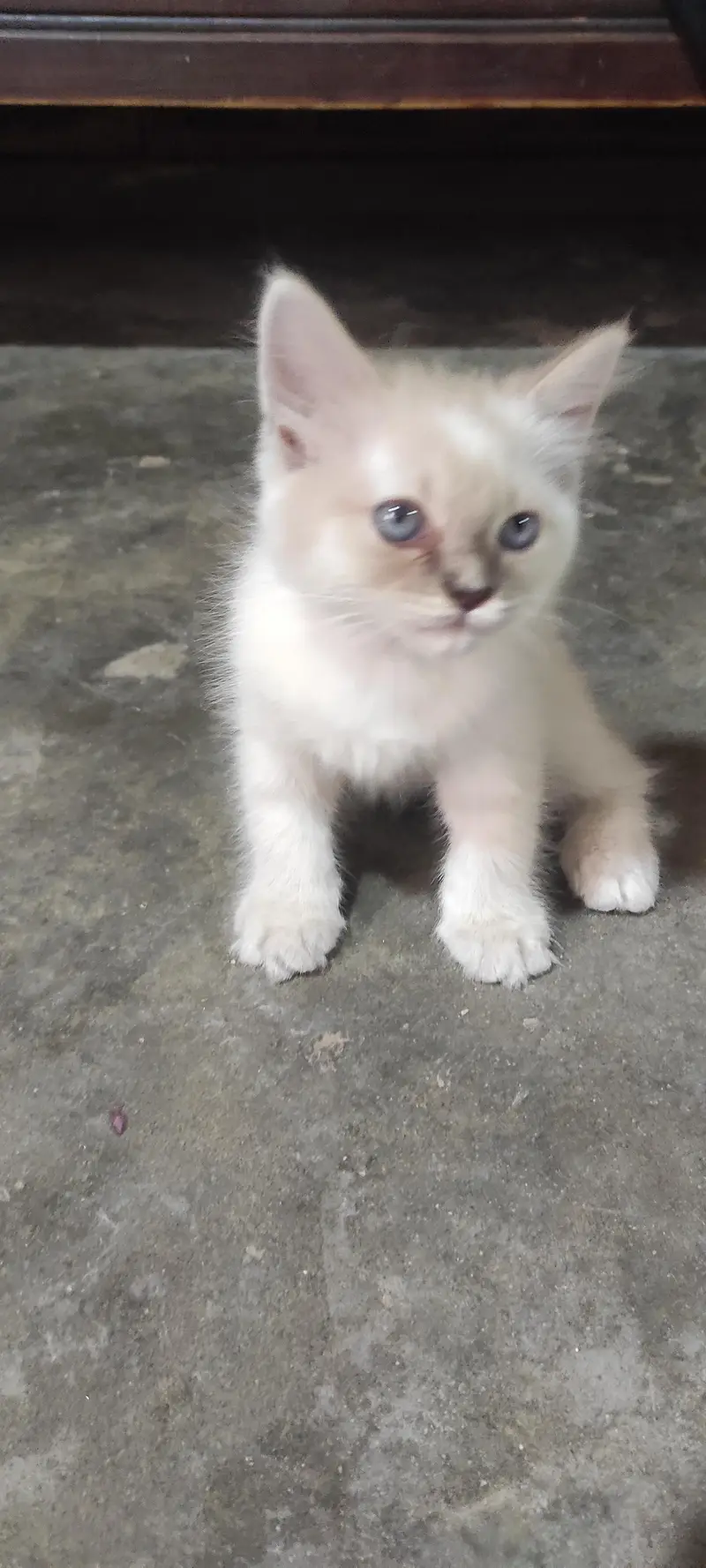55 Days Old Litter-Trained Cat for Sale  — photo 2