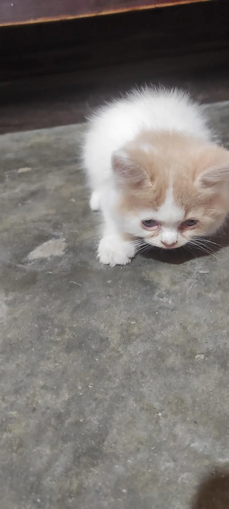 55 Days Old Litter-Trained Cat for Sale  — photo 3