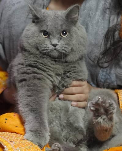 British Shorthair Neutered Male Cat – Grey