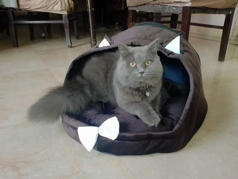 British Shorthair Neutered Male Cat – Grey — photo 2
