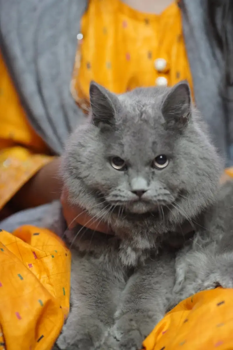 British Shorthair Neutered Male Cat – Grey — photo 3