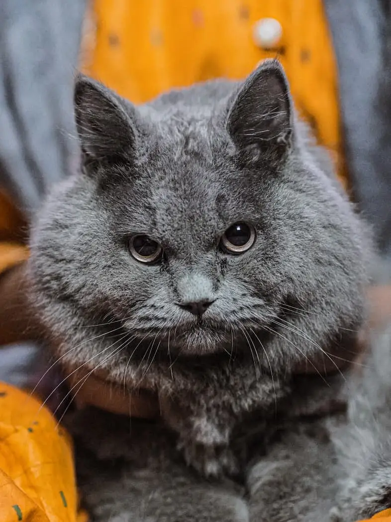 British Shorthair Neutered Male Cat – Grey — photo 4